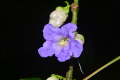 Strobilanthes heyneana