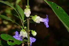 Strobilanthes heyneana