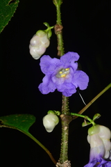 Strobilanthes heyneana