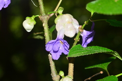 Strobilanthes heyneana