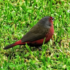 Lagonosticta rubricata
