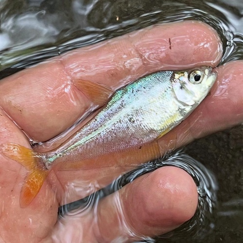 Glaszalm (Roeboides bouchellei) — Characidae — 5