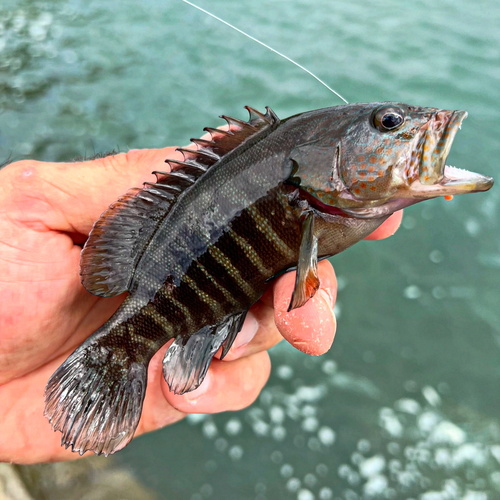 Pacific graysby (Cephalopholis panamensis) — Serranidae — 3