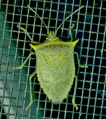 Arvelius albopunctatus