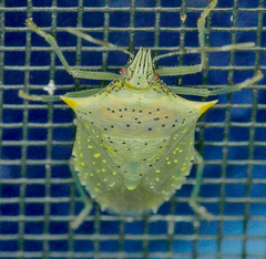 Arvelius albopunctatus