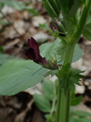 Vicia serratifolia