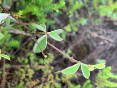 Argyrolobium rupestre