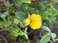 Argyrolobium rupestre