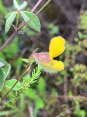 Argyrolobium rupestre