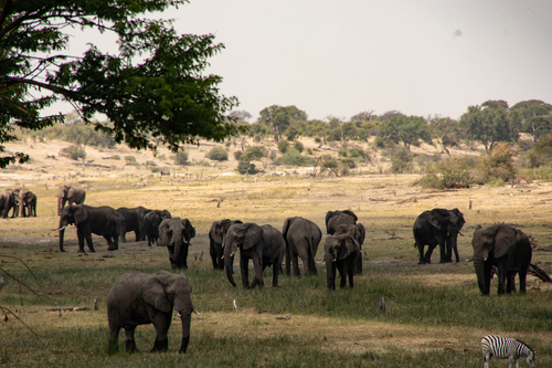 African Savanna Elephant