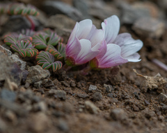 Oxalis loricata, photograph Sebastián Saiter V., CC BY, iNaturalist via GBIF