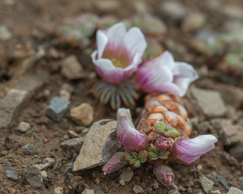 Oxalis loricata, photograph 3