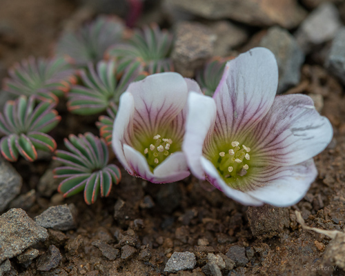 Oxalis loricata, photograph 1