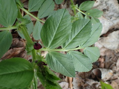 Vicia serratifolia