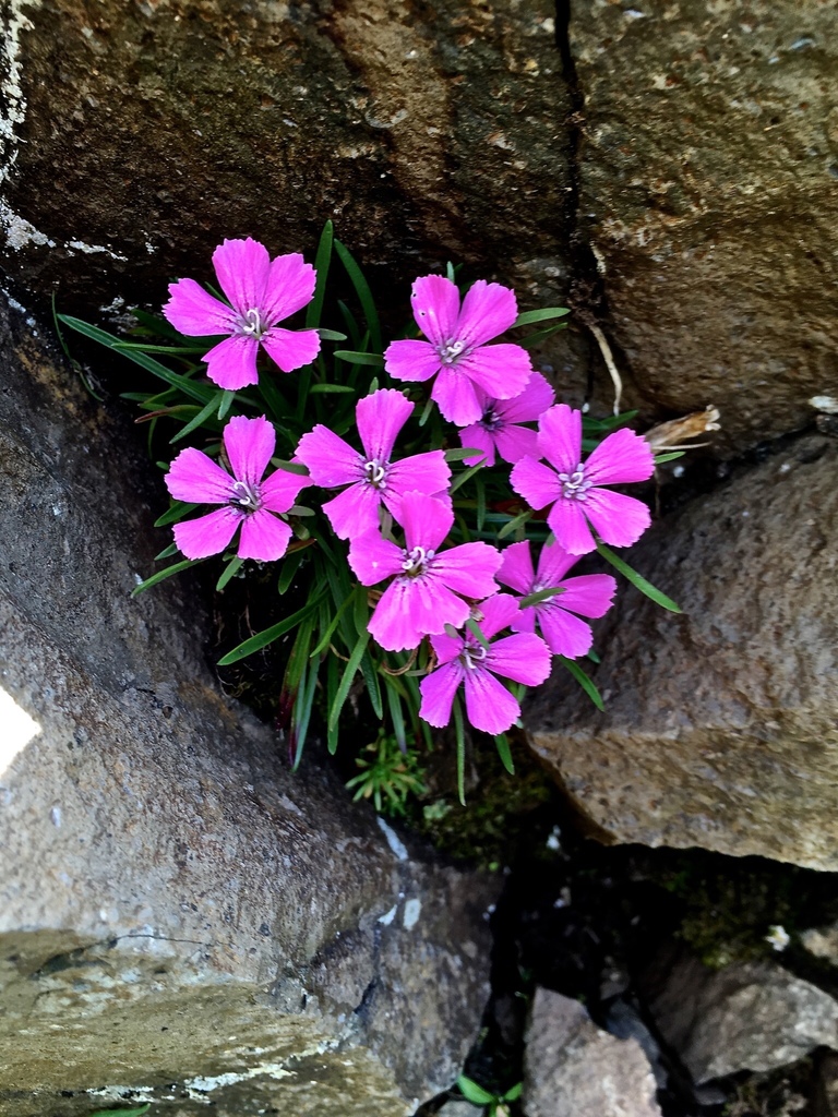 Glacier Pink