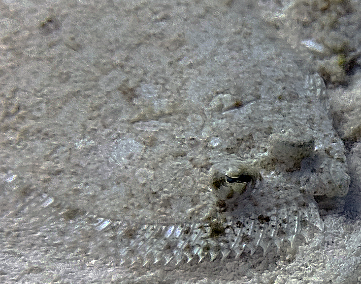 Stekelkop-botje (Engyophrys senta) — Bothidae