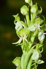 Habenaria gibsonii