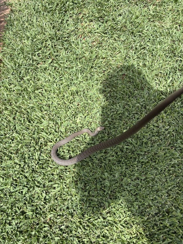 Eastern Brown Snake sighting