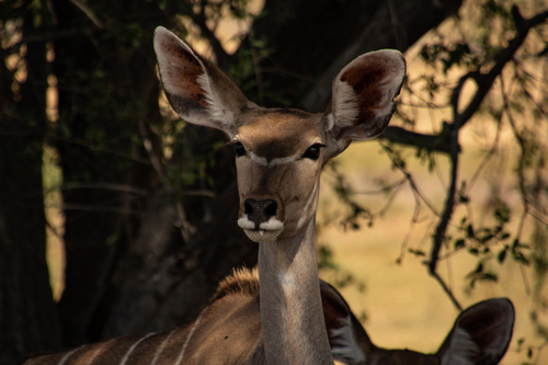 Southern Greater Kudu