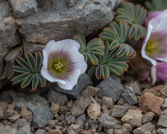 Oxalis loricata, photograph Sebastián Saiter V., CC BY, iNaturalist via GBIF