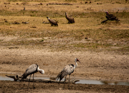 Wattled Crane