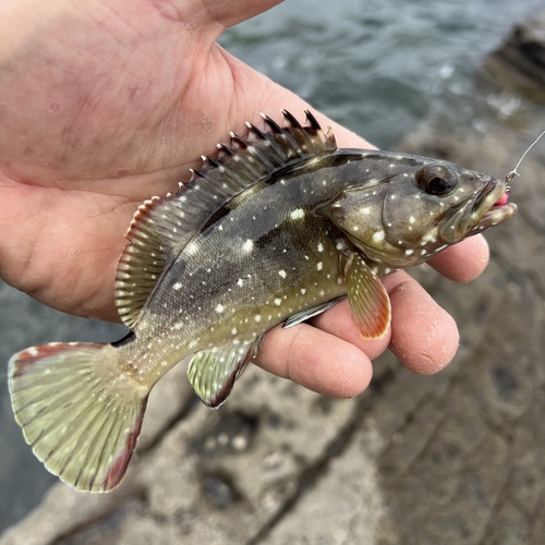 Flag cabrilla (Epinephelus labriformis) — Serranidae — 2