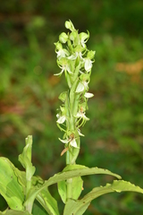 Habenaria gibsonii