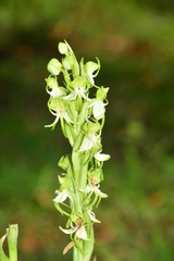Habenaria gibsonii