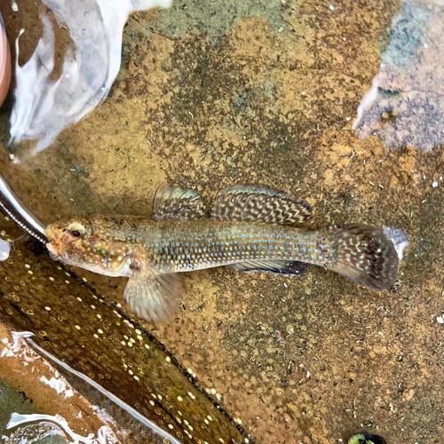 Panamic frillfin (Bathygobius ramosus) — Gobiidae — 5