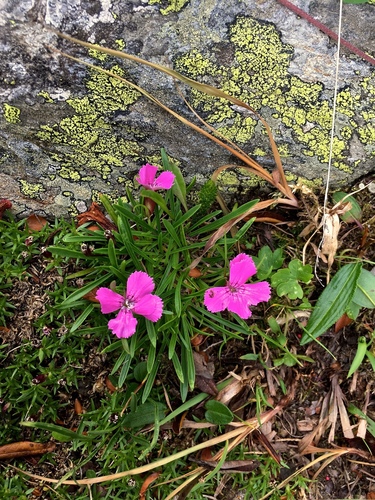 Dianthus glacialis, photograph 6