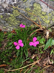 Dianthus glacialis, photograph Karsten Rohweder, CC BY, iNaturalist via GBIF