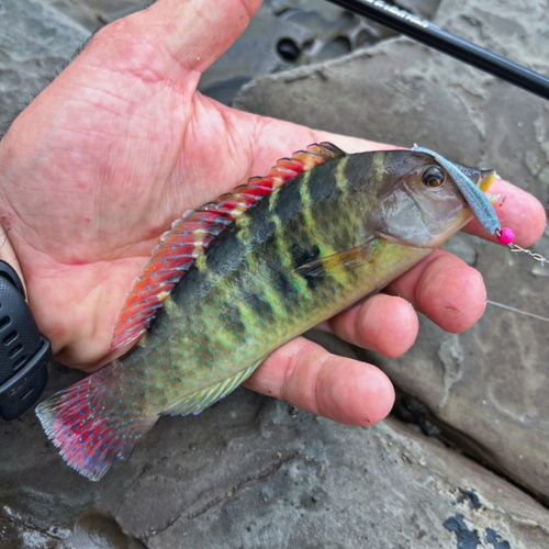 Banded wrasse (Halichoeres notospilus) — Labridae — 2