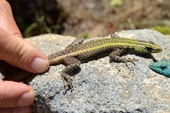 Platysaurus intermedius