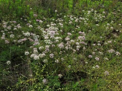 Allium canadense lavandulare