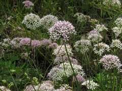 Allium canadense lavandulare