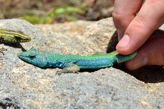 Platysaurus intermedius