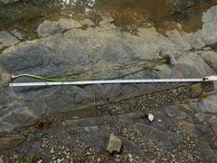 Allium canadense lavandulare