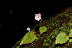 Begonia crenata