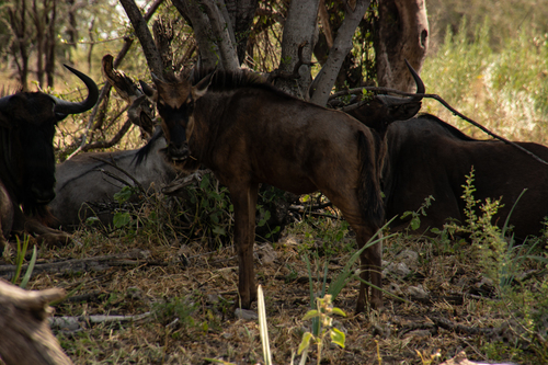 Blue Wildebeest