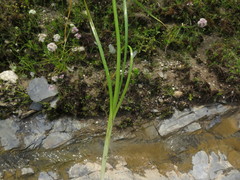 Allium canadense lavandulare