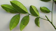 Zanthoxylum petiolare