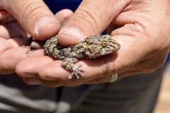 Chondrodactylus turneri