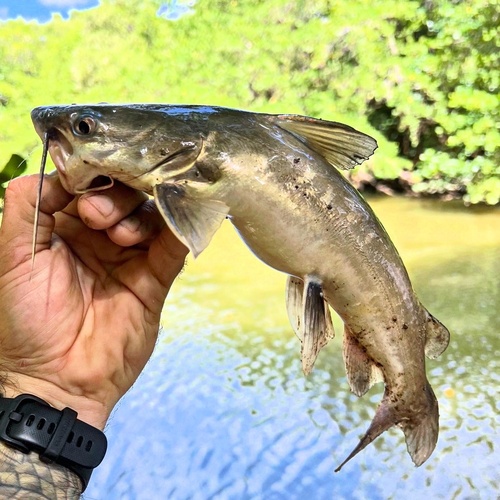 Blue sea catfish (Ariopsis guatemalensis) — Ariidae — 2
