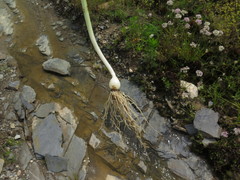 Allium canadense lavandulare