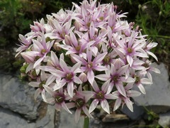 Allium canadense lavandulare