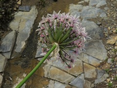 Allium canadense lavandulare