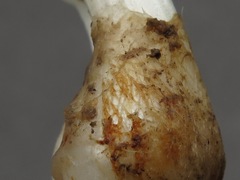 Allium canadense lavandulare