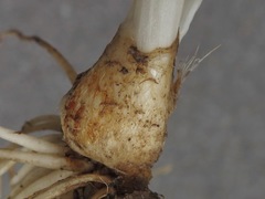 Allium canadense lavandulare