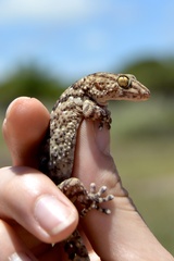 Chondrodactylus turneri