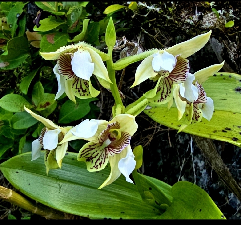 Dendrobium palawense Schltr. 2